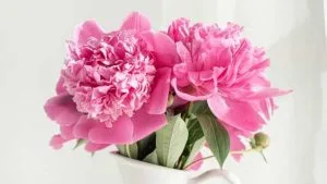 pink carnation
